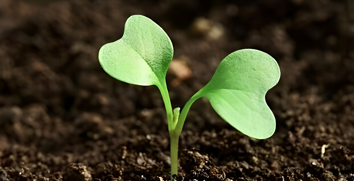 July is a Great Month for Sowing. What to Plant in July to Harvest Before Autumn: Proven Veg and Top Allotment Tips