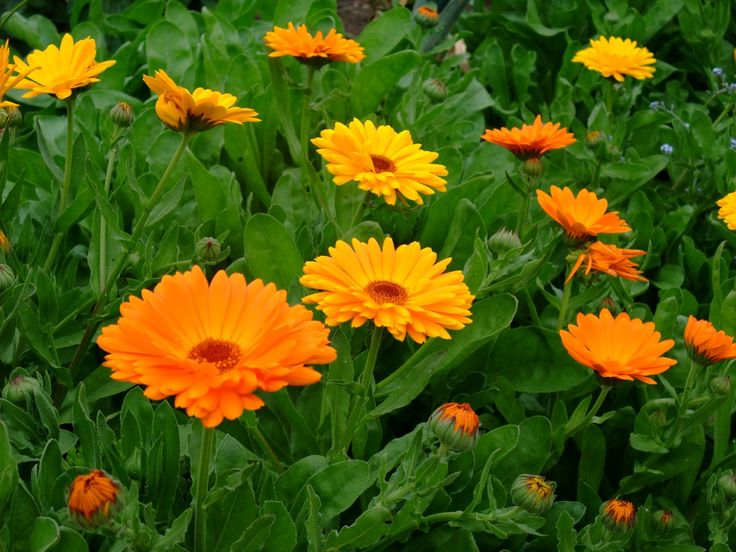 Flowers to Sow in July for a Bumper September Display: Cosmos, Calendula, and More